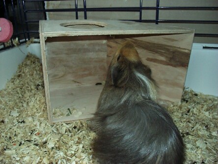 Schweine - Bild  - 