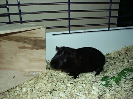 Schweine - Bild  - 