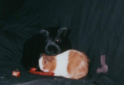 Schweine - Bild  - 