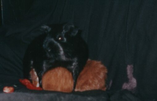 Schweine - Bild  - 