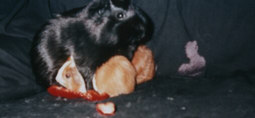 Schweine - Bild  - 