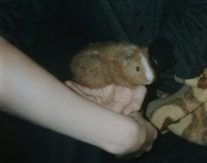 Schweine - Bild  - 