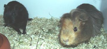 Meerschweine